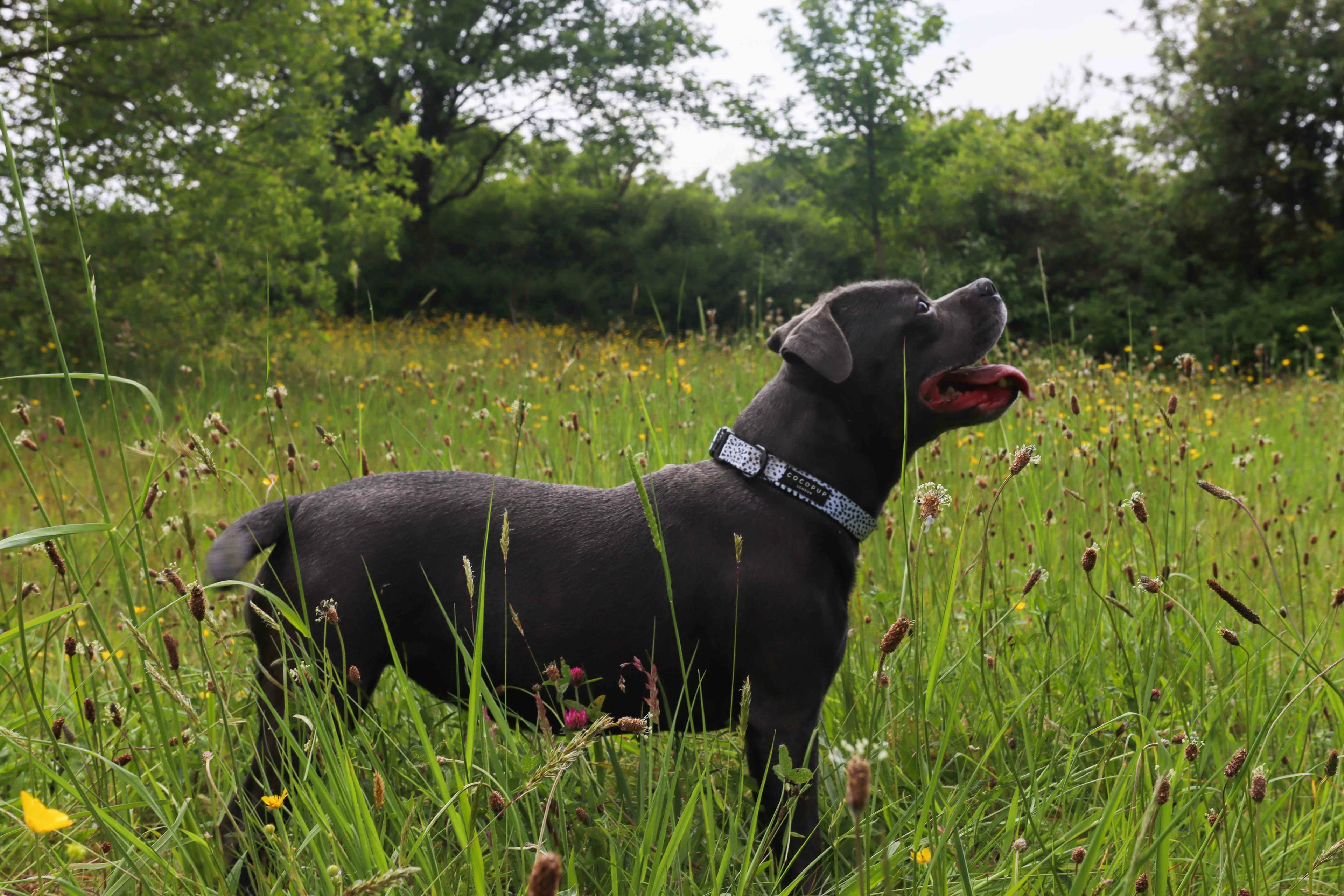 Microchipped pet dog in a meadow