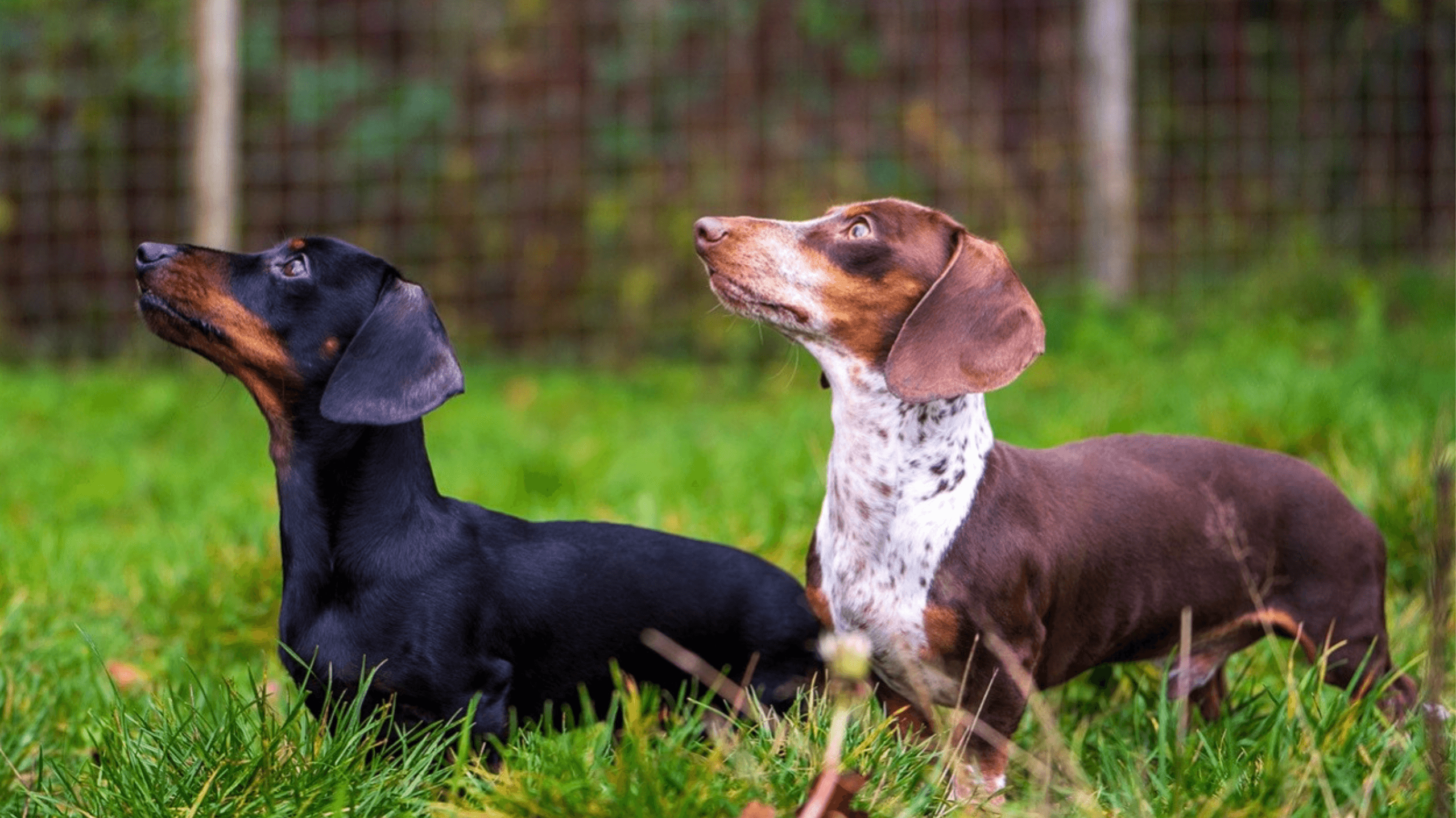 Group of dogs – pet microchipping and reunification